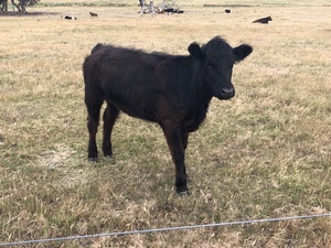 Mixed Herd of Beef and Beef x Dairy
