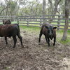 Angus steer weaners