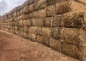 1000m/t Canola Hay with feed test