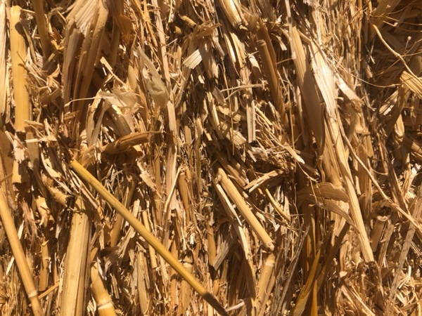 Oaten straw. Good test