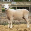 Under Auction - Lot 16 Highlander Ram 190432 (DLE Ram Auction A100 - 10th Sept via Auctionsplus) 