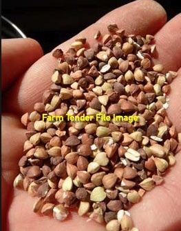 Buckwheat For Sale