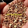 Buckwheat For Sale