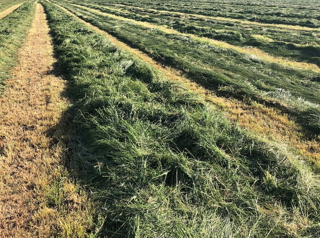 600 x Italian Ryegrass Silage 500kg Rolls 14.6 Protein