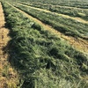 600 x Italian Ryegrass Silage 500kg Rolls 14.6 Protein
