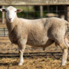 Under Auction - Lot 20 Highlander Ram 191309 (DLE Ram Auction A100 - 10th Sept via Auctionsplus) 