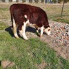 Hereford Steers 7 Head