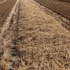 600mt Barley Straw 540kg Header Trail 