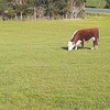 Hereford bull