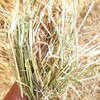 ryegrass hay 8x4x3 bales
