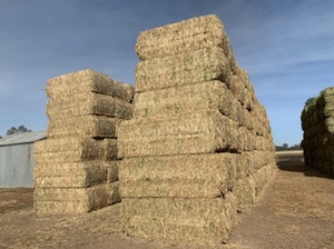 Canola hay