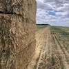 Shedded Barley Hay