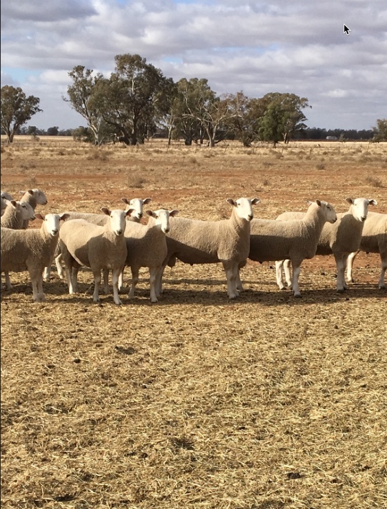 Border Leicester Flock Rams July Aug. 2018 drop  Long Established  Stud
