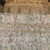 120mt Barley Hay 650-700kg 8x4x3 Bales