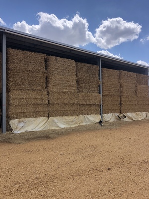 Oaten Hay  500 Bales
