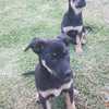 Pure bred Kelpie pups