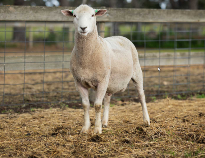 Under Auction - Lot 32 Highlander Ram 190923 (DLE Ram Auction A100 - 10th Sept via Auctionsplus) 