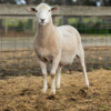 Under Auction - Lot 32 Highlander Ram 190923 (DLE Ram Auction A100 - 10th Sept via Auctionsplus) 