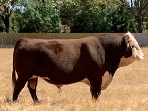 Poll Hereford bull
