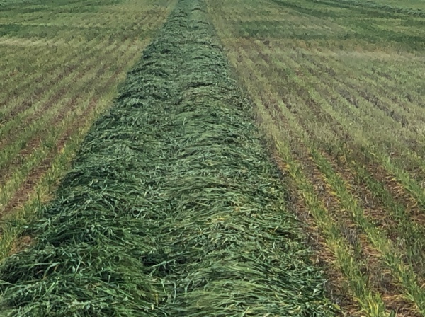 cereal hay with feed test