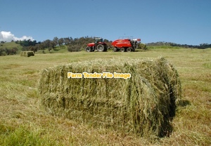 Rye Grass Hay