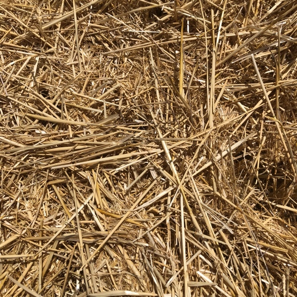 NEW SEASON WHEAT STRAW 8X4X3