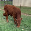 REGISTERED LIMOUSIN BULL 16 months old 