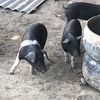 Saddleback Piglets