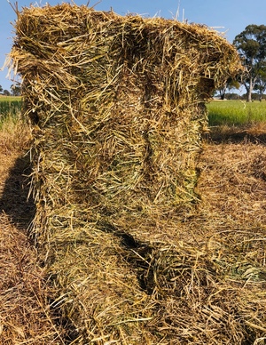 120mt Rye Grass Hay 600-650kg 8x4x3 Bales