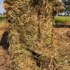 120mt Rye Grass Hay 600-650kg 8x4x3 Bales