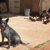Kelpie x Blue Heeler Pups