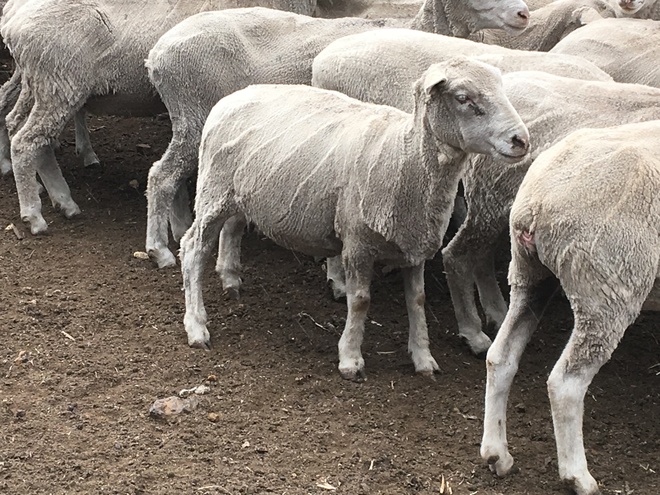 80 x 4 & 5 yr old 1st Cross Ewes (Scanned in lamb to Southdown Rams)