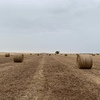 Vetch Hay 5x4 Round Bales (New Season)