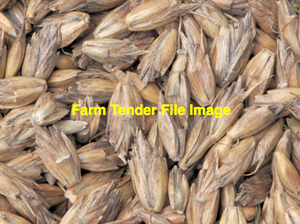 50mt Spelt Grain