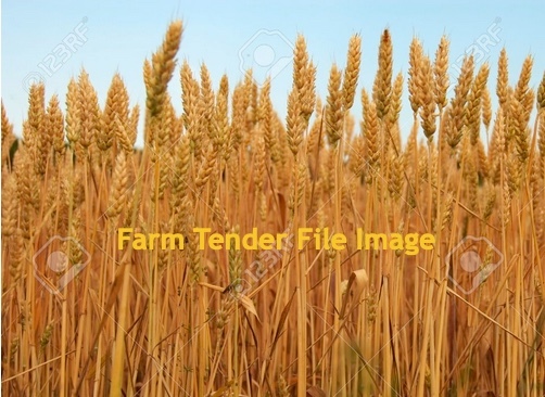 Rudd Wheat Seed