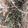 41 x Lucerne Hay 600-650kg 8x4x3 Bales