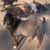 Fullblood Red Boer Billy