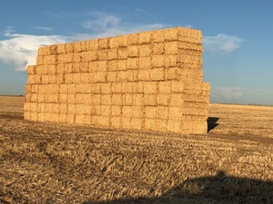 Wheat Straw . 1000 mt available