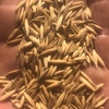 Oat seed