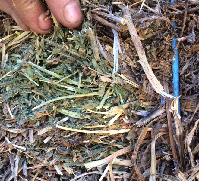 200mt Vetch Hay 600kg 8x4x3 Bales (New Season)