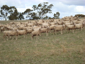 180 Merino Ewes SIL 140% to Melrose Merino Rams