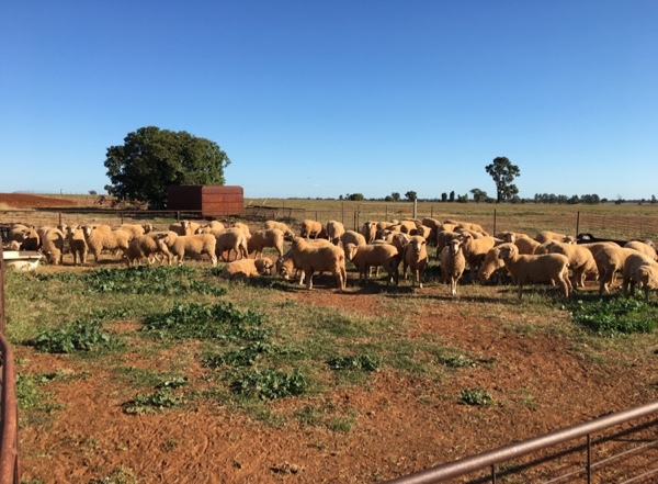 First Cross Ewes x 70