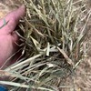 Oaten Hay 8x4x3 bales - Horse quality 