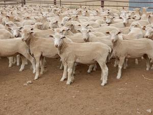 415 1st and 2nd cross lambs. 