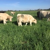 Charolais Cows with Calves at Foot in calf again to Angus Bull   x 6