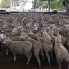 300 mixed sex second cross lambs