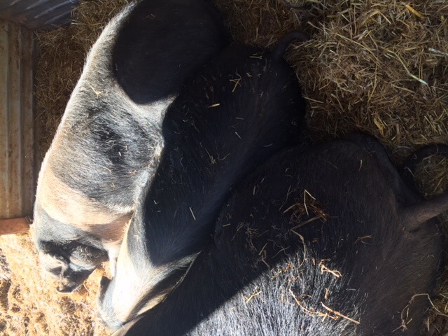 Pure bred registered Wessex Saddleback herd