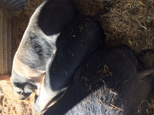Pure bred registered Wessex Saddleback herd