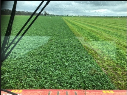  Shaftal Persian Clover Seed 