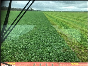  Shaftal Persian Clover Seed 